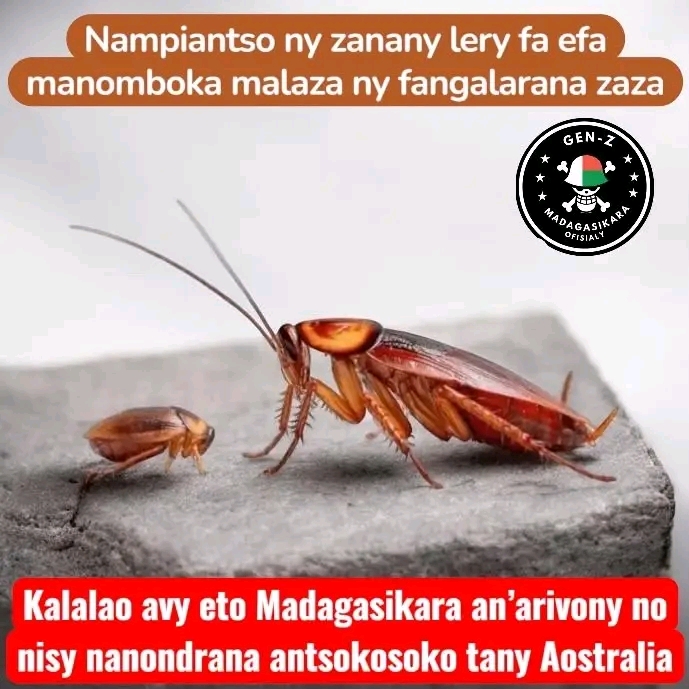 FANONDRANANA BIBY